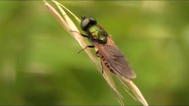 Stupenda "Mosca soldato" - Wonderful "Soldier Fly" смотреть онлайн