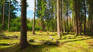 Весенний лес 🌲🌳