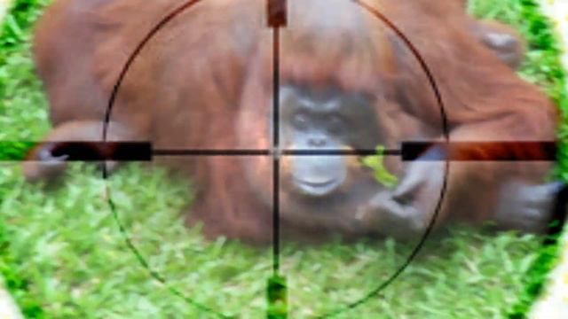 Hunting orangutan смотреть онлайн