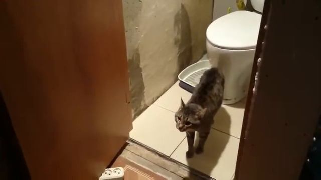 Дерзкая Кот не пускает поссать Фейсконтроль в Туалет Суровый охранник сортира смотреть онлайн