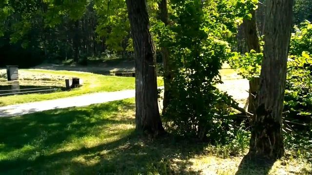 Forest in Wronki, Poland смотреть онлайн