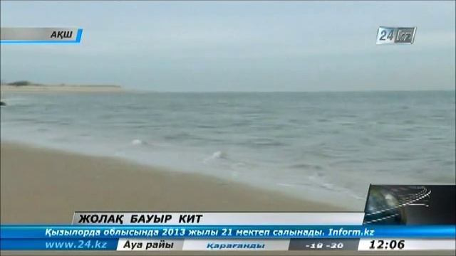 18 метрлік алып кит су жағасына шығып қалды смотреть онлайн