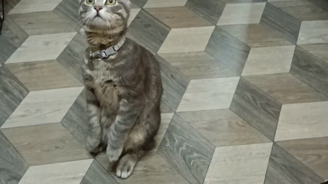 КОТ-СУРИКАТ🐱 смотреть онлайн