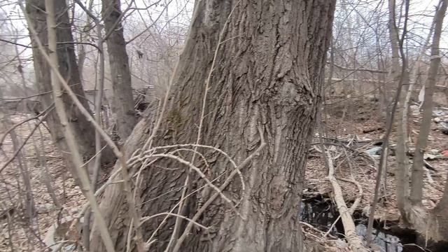 Дикие пустоши