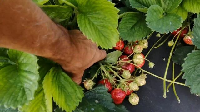 Жемчужина немецкой селекции! смотреть онлайн