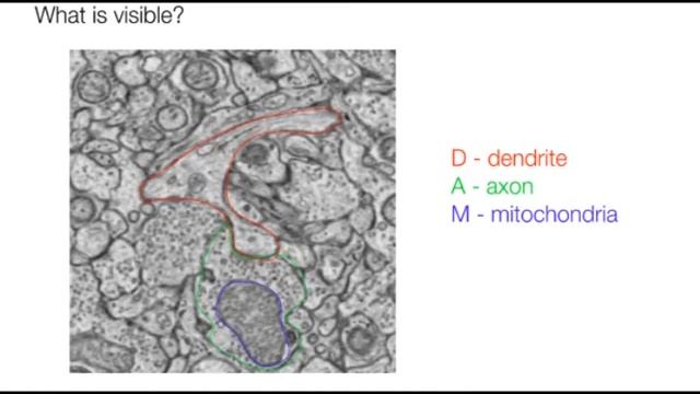 Behind the Science: The Zebrafish Brain смотреть онлайн