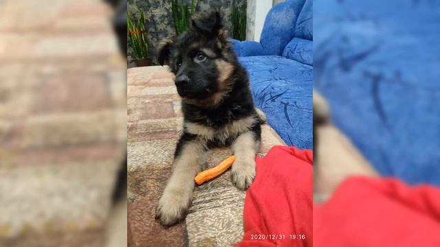 Німецька вівчарка Граф🐕від 1-4 місяців смотреть онлайн