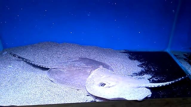 Smooth-back String-rays (Potamotrygon orbignyi) 🐟🐟 смотреть онлайн