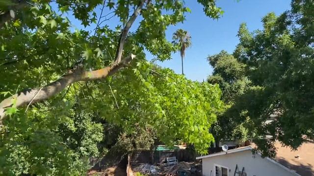 A view from Rita Moore’s beautiful liquid Amber trees смотреть онлайн