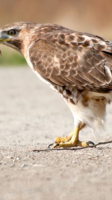 Red- tailed hawk known as chicken hawk смотреть онлайн