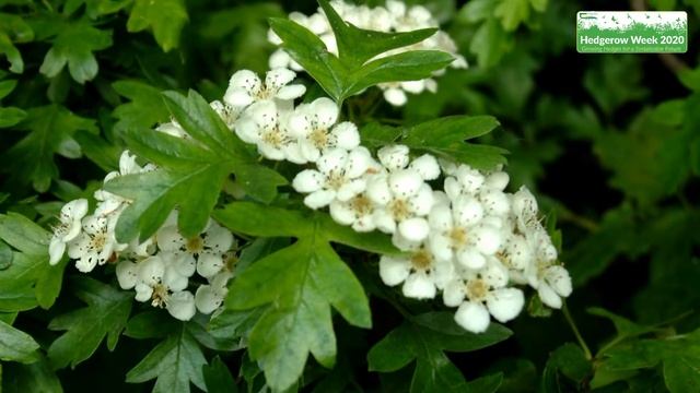 Choosing Hedgerows to Rejuvenate - Hedgerow Week 2020 смотреть онлайн