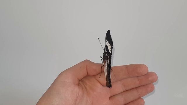 Wonderful Butterfly - Hypolimnas Monteironis