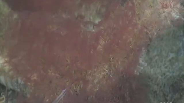 Spawning and development in Osedax boneworms (Siboglinidae, Annelida) смотреть онлайн