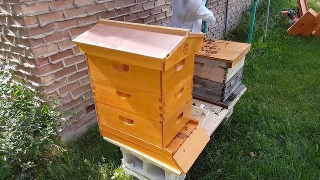 BEGINNING BEEKEEPING: Great Tips & Lots of Bees To See смотреть онлайн