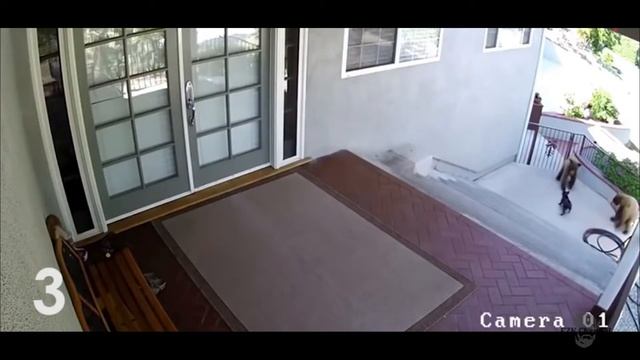 5 Weird Things Caught on Security Camera HD CCTV Footage смотреть онлайн