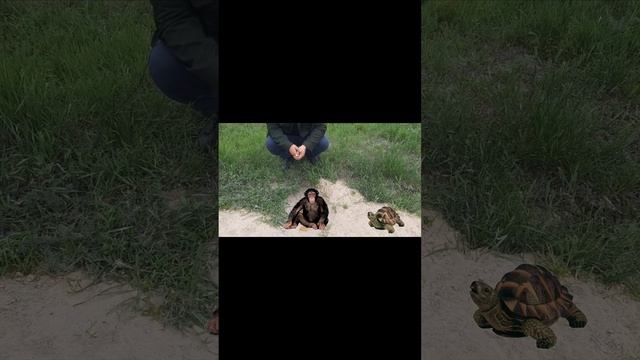 ОХОТА НА СУРКА😁смотреть до конца смотреть онлайн