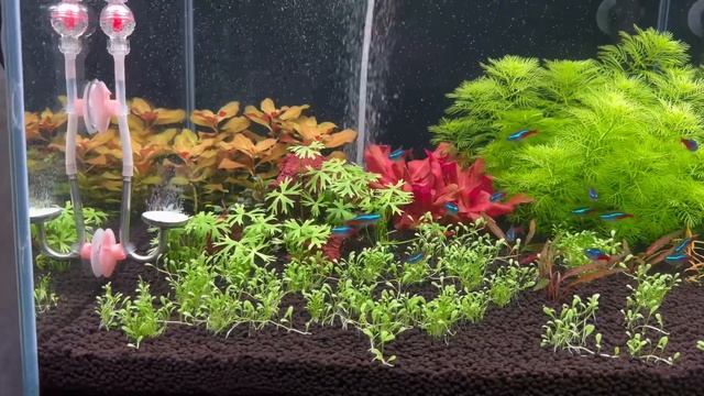 Коротко о настройке СО2 в аквариуме!