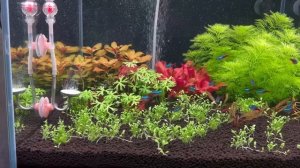 Коротко о настройке СО2 в аквариуме!