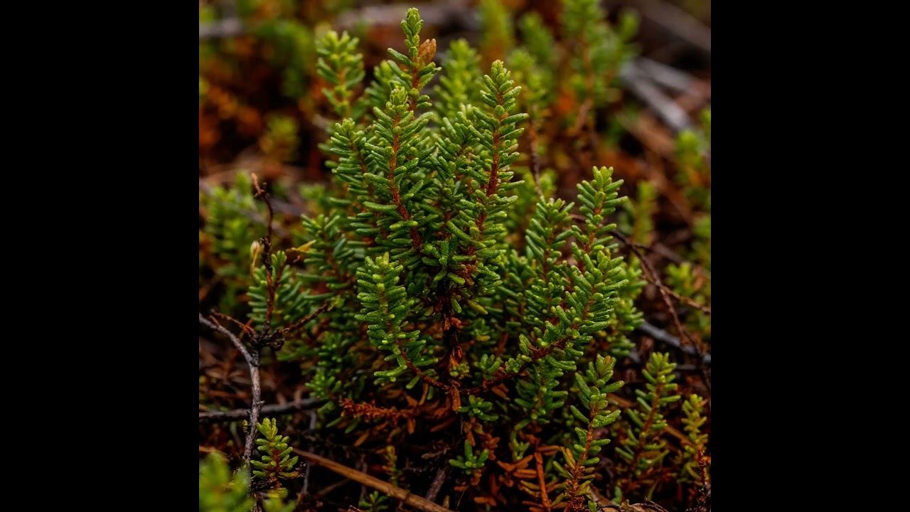 Водяника черная(шикша)