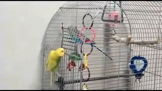 😱ТИША нашёл себе подружку!!! смотреть онлайн
