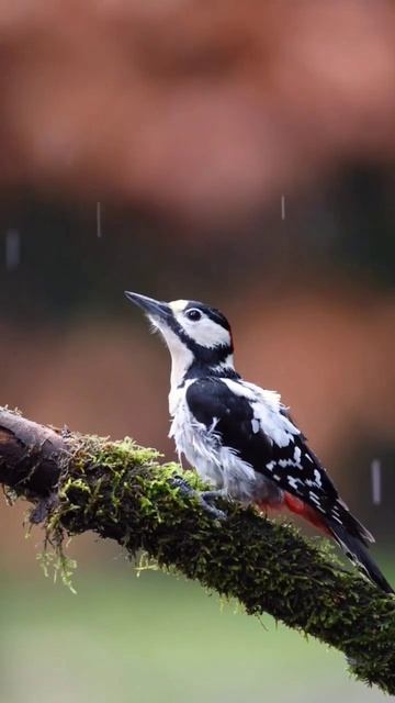 No Caption Required...#birds #birdphotography #photography смотреть онлайн