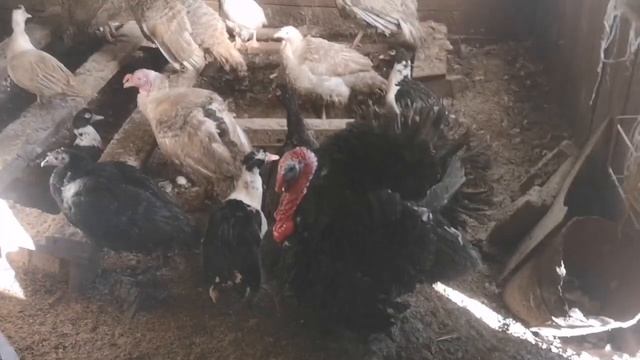 Зима, куриные дела, агростраж, гуси и утки с индюками 🦃🐔🐓🦢 смотреть онлайн