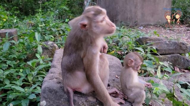 Smart baby monkey Rainbow look Libby eat fruits so cute and eat fruit with her mother. смотреть онлайн