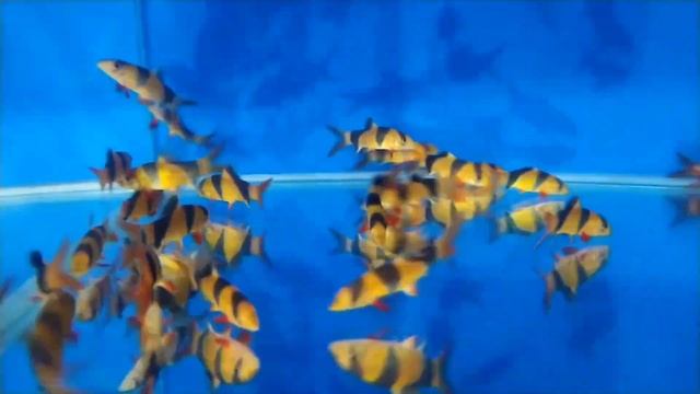CLOWN LOACH - MAKRAKANTA смотреть онлайн