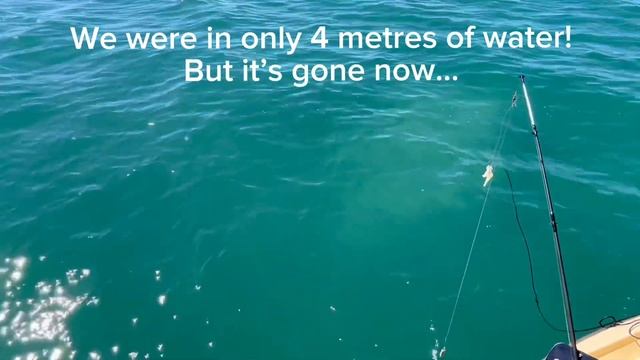 Shark in Monkey Mia! смотреть онлайн