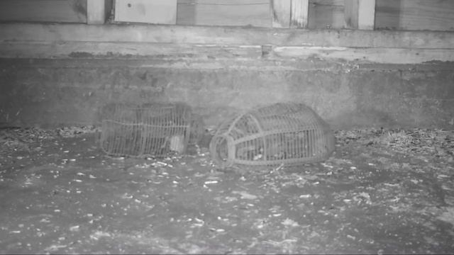 Catching 5 Mice With An Antique Wire Cage Mouse Trap. Mousetrap Monday смотреть онлайн