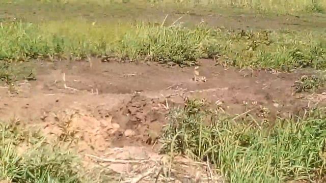 СУСЛИКИ !!!!!!!!! смотреть онлайн