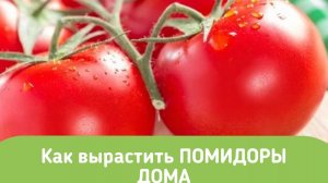 Как посадить рассаду  помидор.