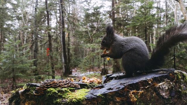 Осторожная белка прибежала за орехами. смотреть онлайн