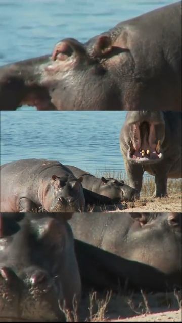hippo #shortvideo #shorts #ytshort смотреть онлайн