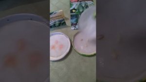 Огурцы на балконе, проращивание семян. Часть 1