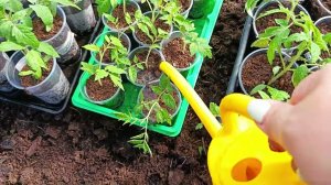 Вторая подкормка рассады томатов