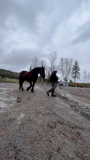 A little bit of lead training with Mable! #drafthorses #workinghorses #percheron #belgian смотреть онлайн