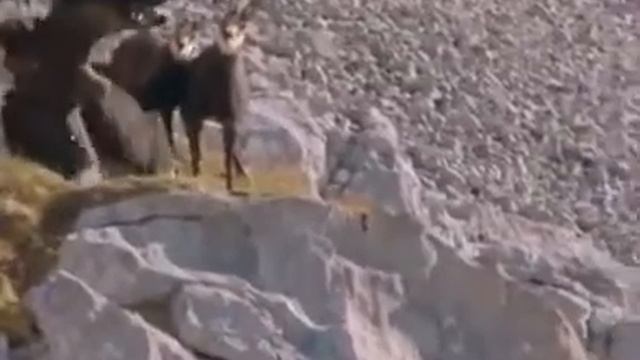 Алгыр буркуттор жумак башы! смотреть онлайн