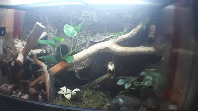 reptile room tour, showing off my reptile collection смотреть онлайн