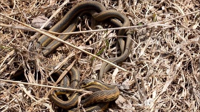Garter Snakes Mating (You Know You're Curious!) смотреть онлайн
