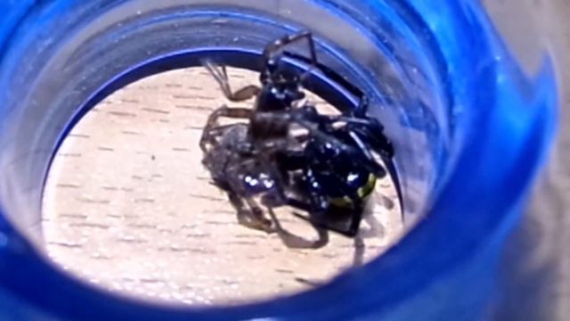 Karadula Saldırmanın Bedeli #BöcekReis (Syeatoda) смотреть онлайн