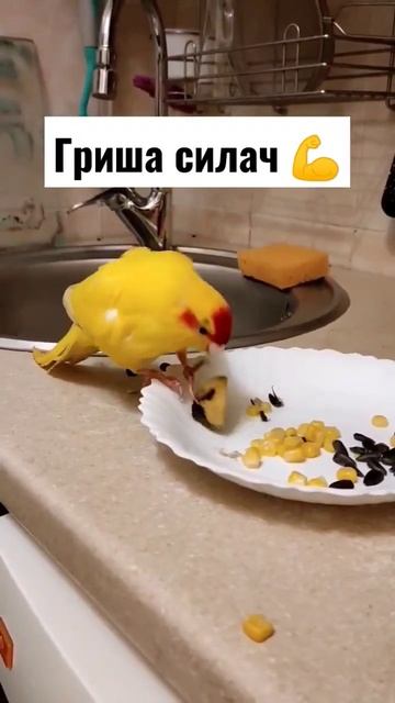 жрет и жрет... пока за троих, но скоро вылупится еще 6 яиц 🤣 #kakariki #какарики #parrot #попугай смотреть онлайн