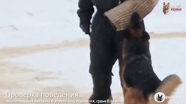 Team Leiksaid PETRA №20 / КЧК МУРМАНСК 6 апреля`25 В.Хижняк Моно немецких овчарок