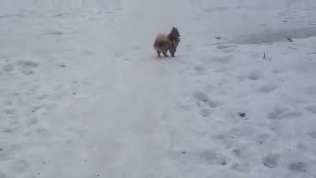 ДинДин смотреть онлайн