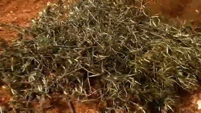 Picadora de poda de olivo. смотреть онлайн