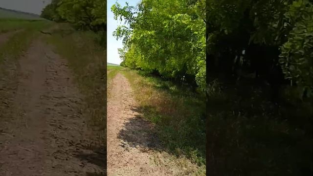 как вам маи прагулка природа 👍👍👍👍👍👍👍👍👍👍👍 смотреть онлайн