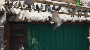 Николаевские голуби Филатова Вячеслава 22.12.20