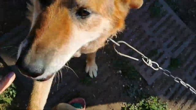 Влог домашние питомцы.🐈🦮