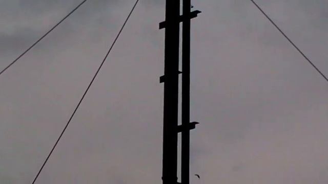 голуби в Щербиновском 30.04.2024 смотреть онлайн