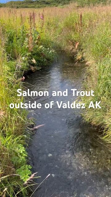 Salmon and Trout in stream outside of Valdez AK смотреть онлайн